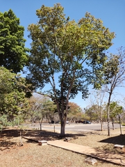 Hymenaea