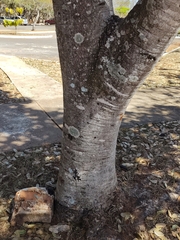 Hymenaea