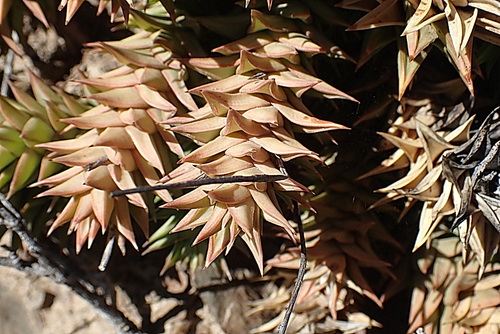 Astroloba spirella
