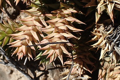 Astroloba spirella