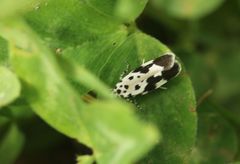 Ethmia quadrillella