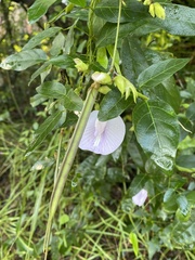 Centrosema arenicola