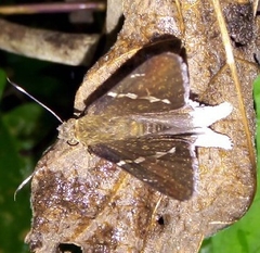 Murgaria albimargo