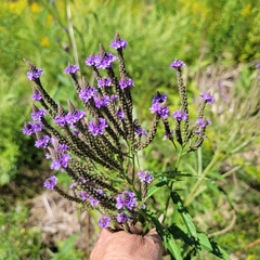 Verbena hastata