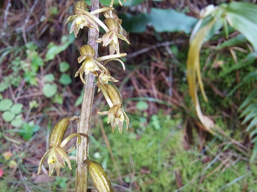 Tipularia josephi
