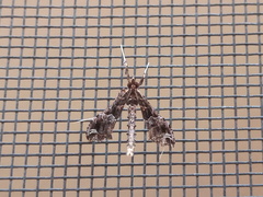 Lineodes triangulalis