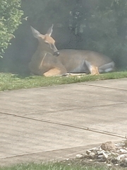 Odocoileus virginianus