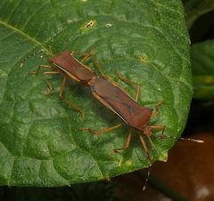 Anasa varicornis