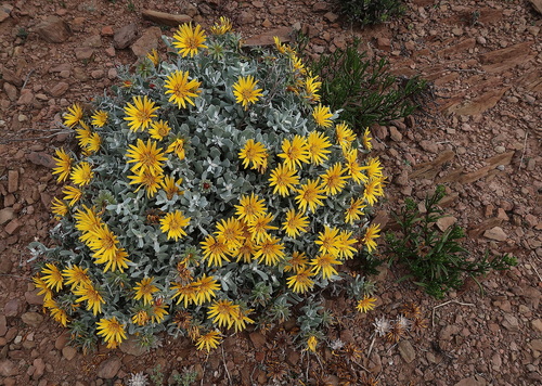 Image of Berkheya cuneata by no rights reserved
