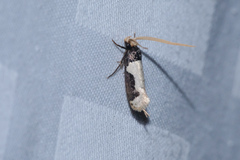 Thisizima subceratella