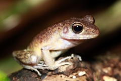 Pulchrana baramica