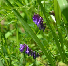 Vicia villosa