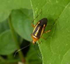 Horciasinus signoreti