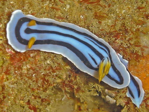 Loch's Chromodoris
