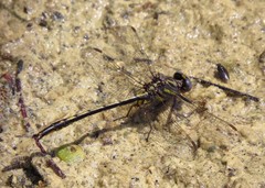 Phanogomphus diminutus