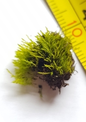 Archidium alternifolium