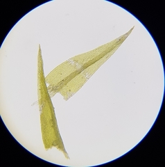 Archidium alternifolium