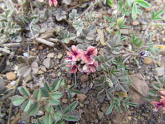 Indigofera alternans