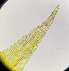 Archidium alternifolium