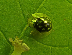 Plagiometriona microcera