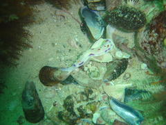 Hypselodoris capensis