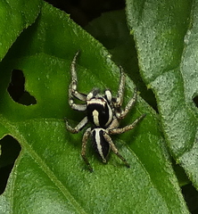 Leptofreya