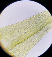 Archidium alternifolium