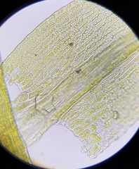 Archidium alternifolium