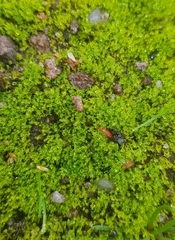 Archidium alternifolium