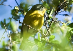 Leiothlypis ruficapilla