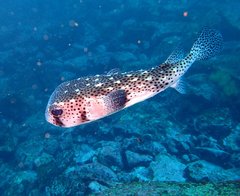 Chilomycterus reticulatus