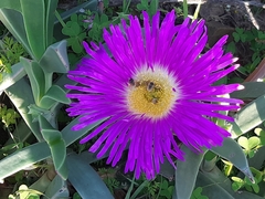 Carpobrotus quadrifidus