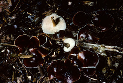 Macrocystidia cucumis