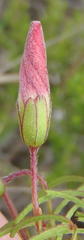 Oxalis pendulifolia