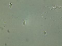 Clavariadelphus americanus