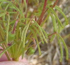 Oxalis pendulifolia