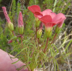 Oxalis pendulifolia