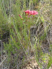 Oxalis pendulifolia