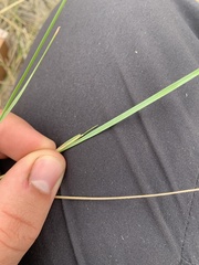 Hesperostipa curtiseta