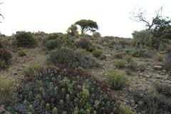 Euphorbia heptagona