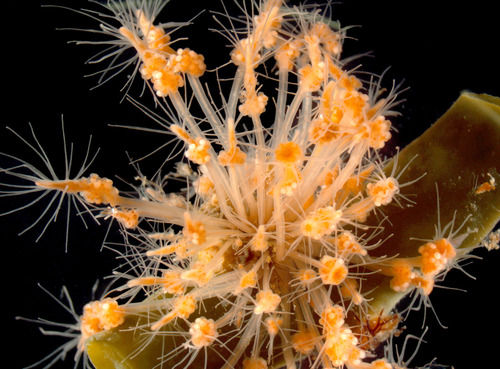 Representative image of Clava multicornis