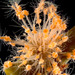 Clava multicornis - Photo 

Eric A. Lazo-Wasem, inga kända upphovsrättsliga begränsningar (allmängods)