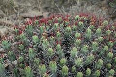 Euphorbia heptagona
