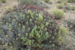 Euphorbia heptagona