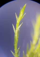 Archidium alternifolium