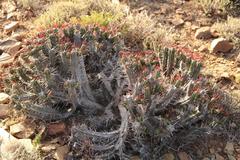 Euphorbia heptagona