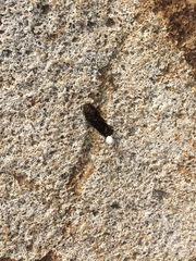 Sceloporus occidentalis