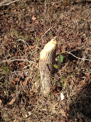 Castor canadensis carolinensis