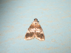 Salma ridiculalis