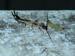 Cranopygia